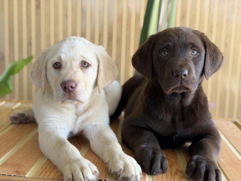 Referans yavru köpeğimiz
