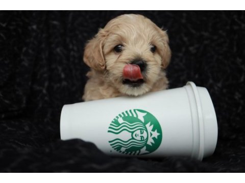 Maltipoo yavrularımız rezervasyon için müsaittir
