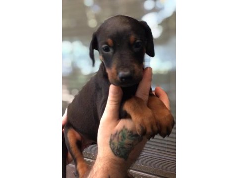 Siyah doberman yavrular