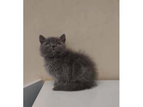 British shorthair yavruları