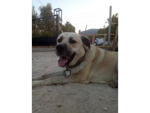 Açık kahve renkli kırma kangal