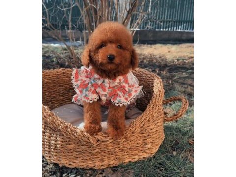 Toypoodle yavrularımız 