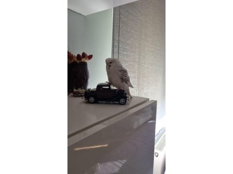 Albino yavru muhabbet kuşu