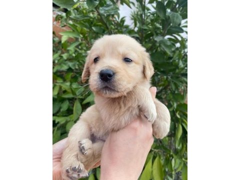 Irk garantili golden retriever yavrularımız