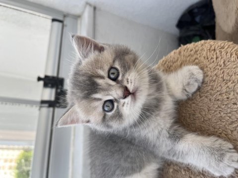 British shorthair