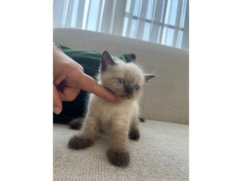 5 haziran doğumlu yavru british shorthair