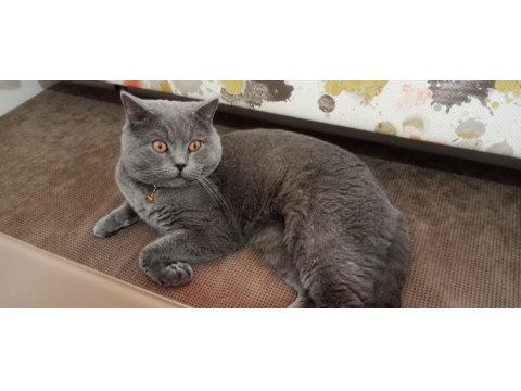 Ücretsiz sahiplendirme british shorthair