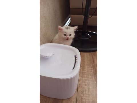 Birbirinden güzel yavrular kediler