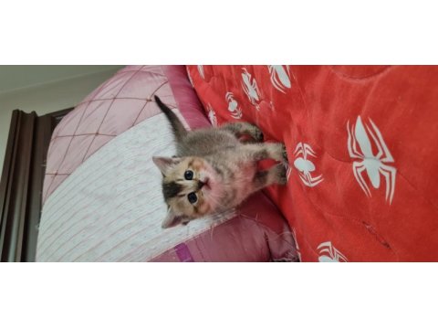 Golden british shorthair