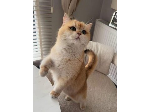 Golden british shorthair yavrular