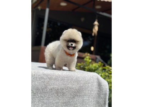 Yavru pomeranian boo köpekler