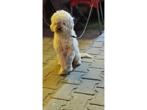 Yetişkin poodle