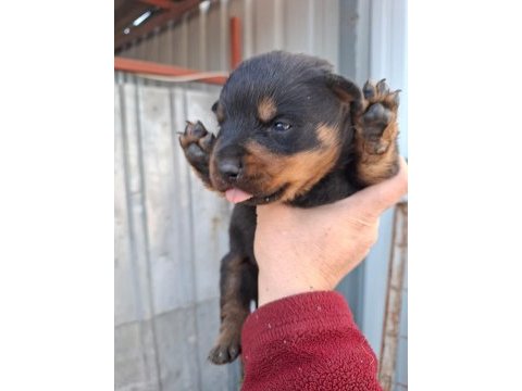 Rottweiler yavrularımız