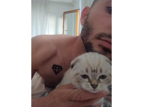 Scottish fold sıfır kulak arayan pişman olmaz uygun