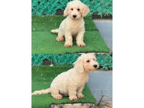 Kar beyaz yavru maltipoo