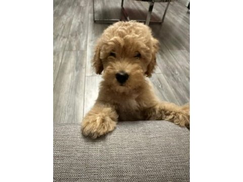 3 aylık yavru poodle