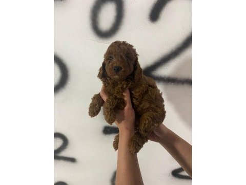 Red brown poodle yavrularım orijinal