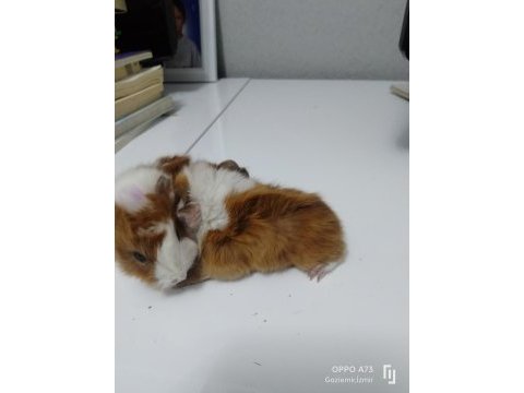 Kaliteli ırk garantilidir 4 adet guinea pig