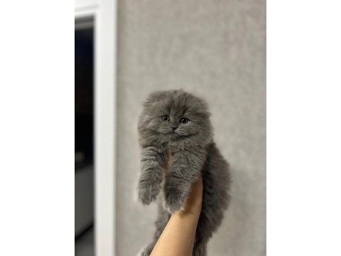 Scottish fold longhair yavrularımız 