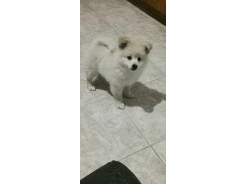 Pomeranian boo 2 aylık