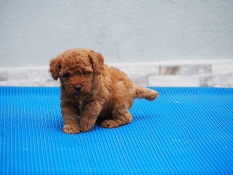 Toy poodle yavrularımız
