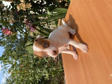 Afacan jack russell köpekler