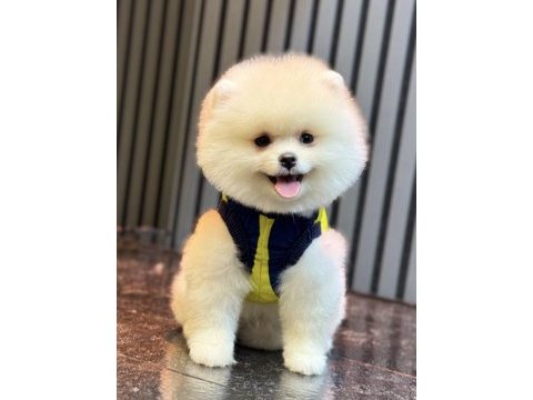 Gülen yüz ayı surat erkek pomeranian boo