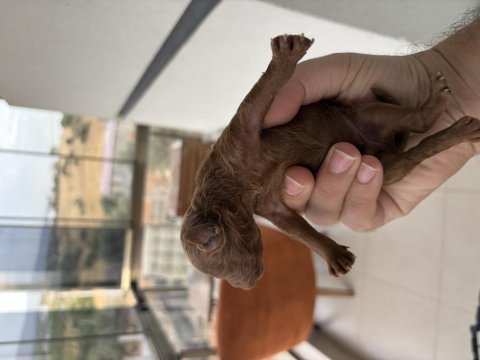 Dişi erkek toy poodle yavrularımız