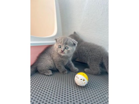 Evde büyüyen sağlıklı scottish fold