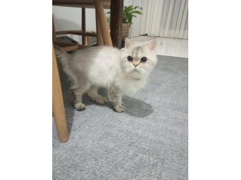 Kedimiz yeni yuvasını arıyor