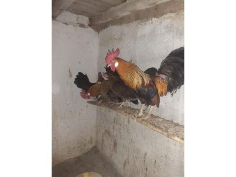 Orman tavukları ve horozlar