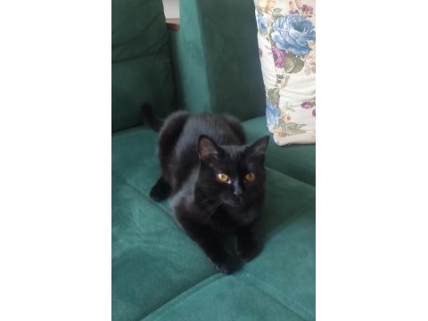Ücretsiz baba scottısh fold , anne siyam dişi kedi