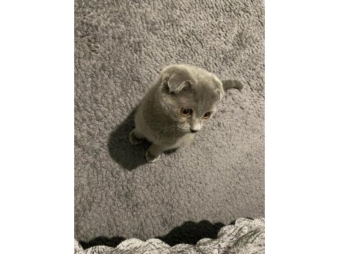 Safkan 0 kulak dişi scottish fold