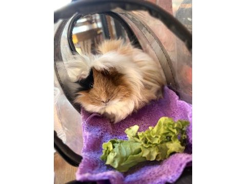 Dişi guinea pig kadıköyden