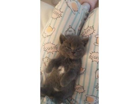 British shorthair erkek