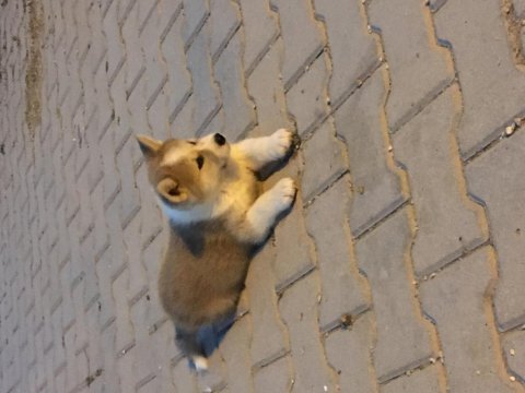 Japon akita yavrular