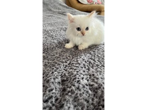 British longhair yavrular