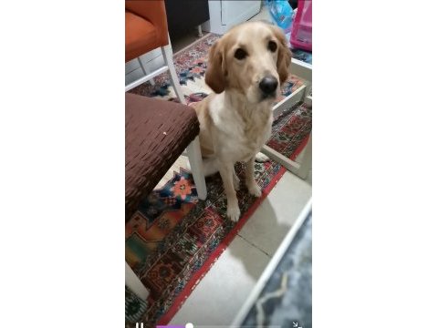 Çok acil sahiplenmek istiyorum golden retriever