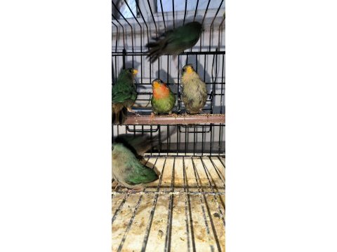 Parrot finch 6 adet genç kuşlar