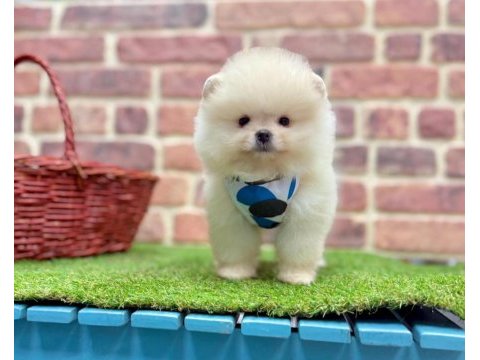 Safkan pomeranian boo yavrularımız