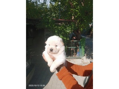 Chow chow bebeklerimiz