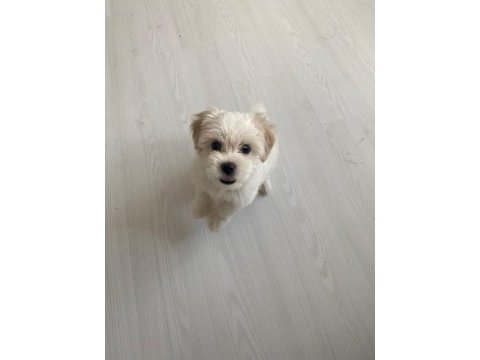 50 günlük dişi 0 numara terrier kuru mama yiyor