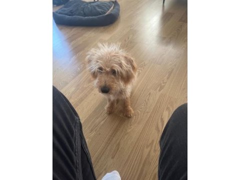 Şirin isimli 5.5 aylık maltipoo sahiplendirme