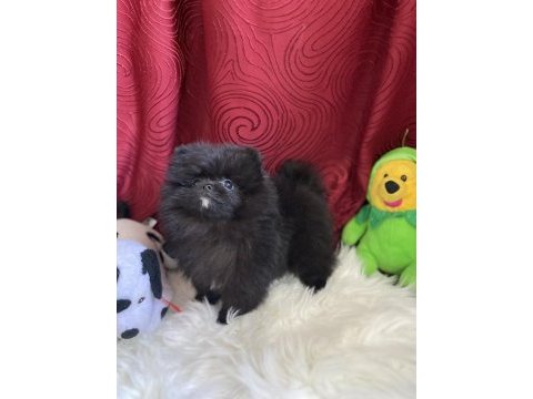 Teacup garantili black tan pomeranian