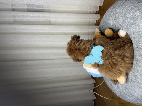 Poodle yavrumuz