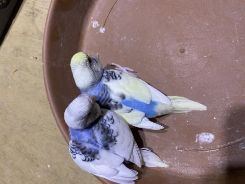 Show çek japones her türlü yavru renk çeşidi vardır kuşlar