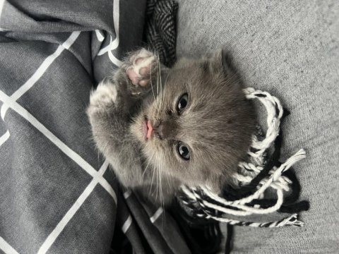 1 buçuk aylık erkek scottish fold