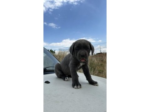 Blue cane corso yavrular
