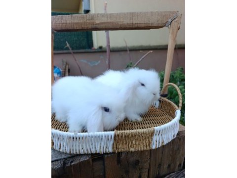 Hollanda teddy lop tavşanı yavrular