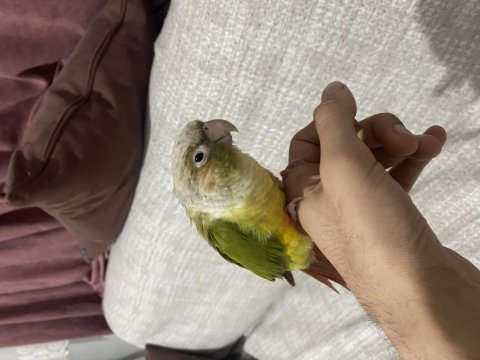 El omuza alışkın konur papağanı